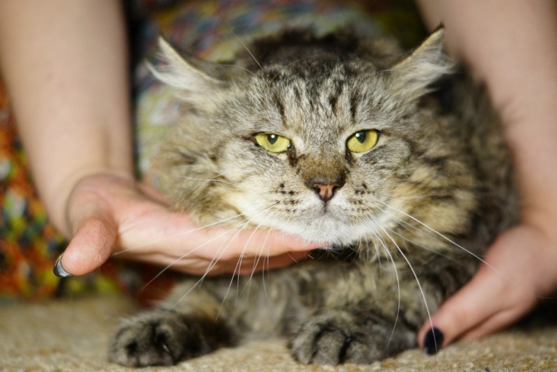 Кошачий вирусный лейкоз