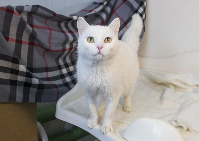 Котенок со стетоскопом