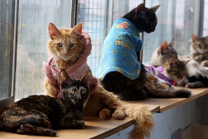 Больная кошка игра Бразилия