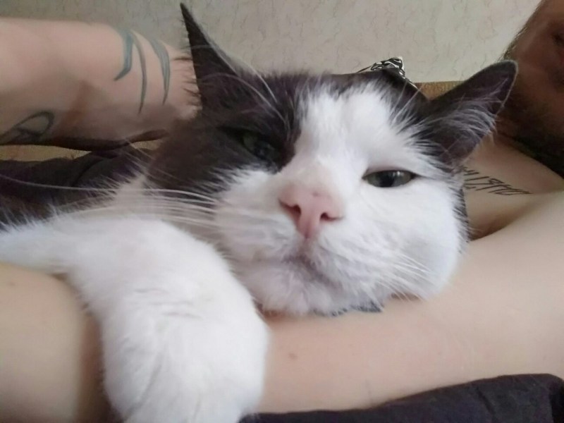 Кошка заболела