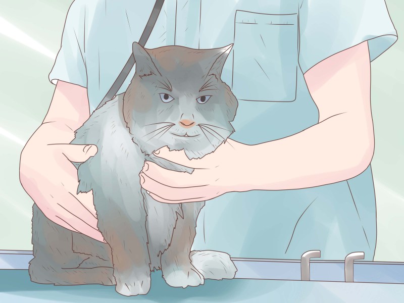 Вирусная лейкемия кошек