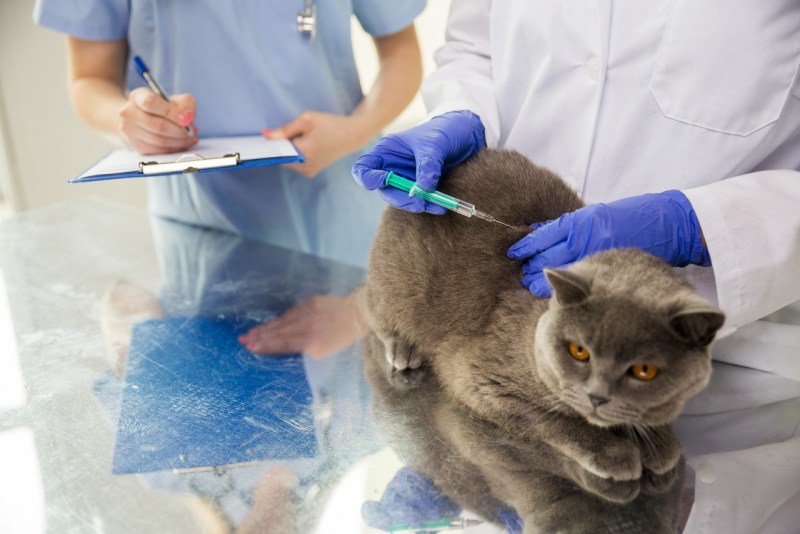 Вакцинация котят