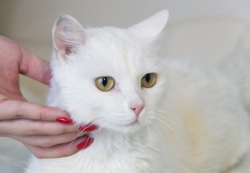 Фото кота Снежка из Ростова-на-Дону