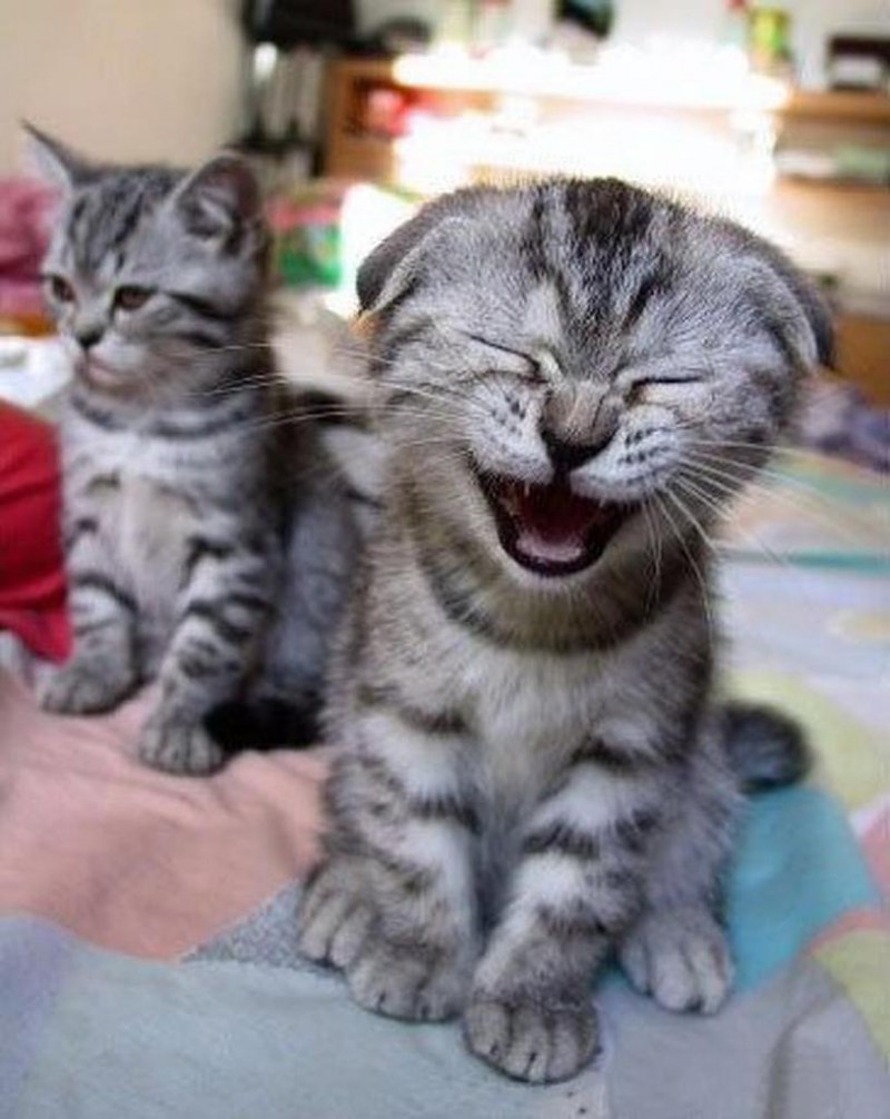 Коты смеются