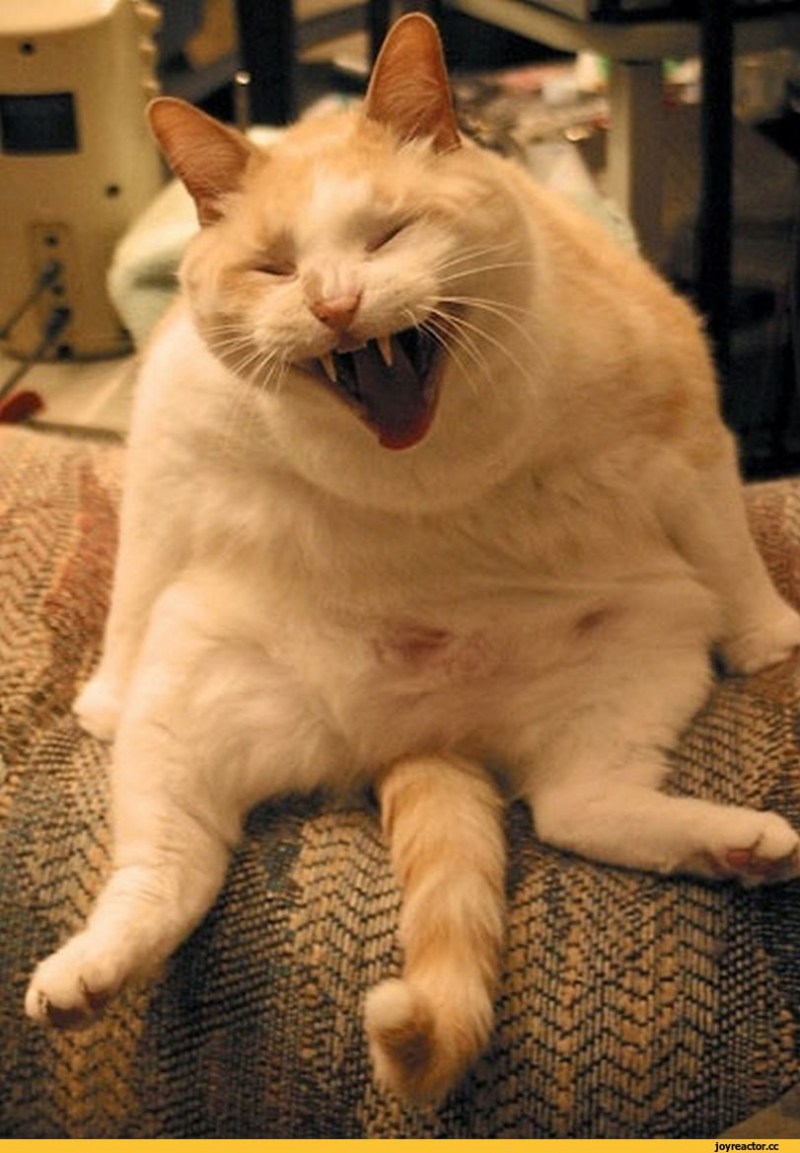 Кошачий смех