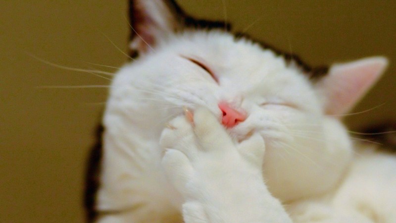 Кот смеется
