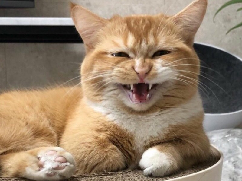 Кот ржет