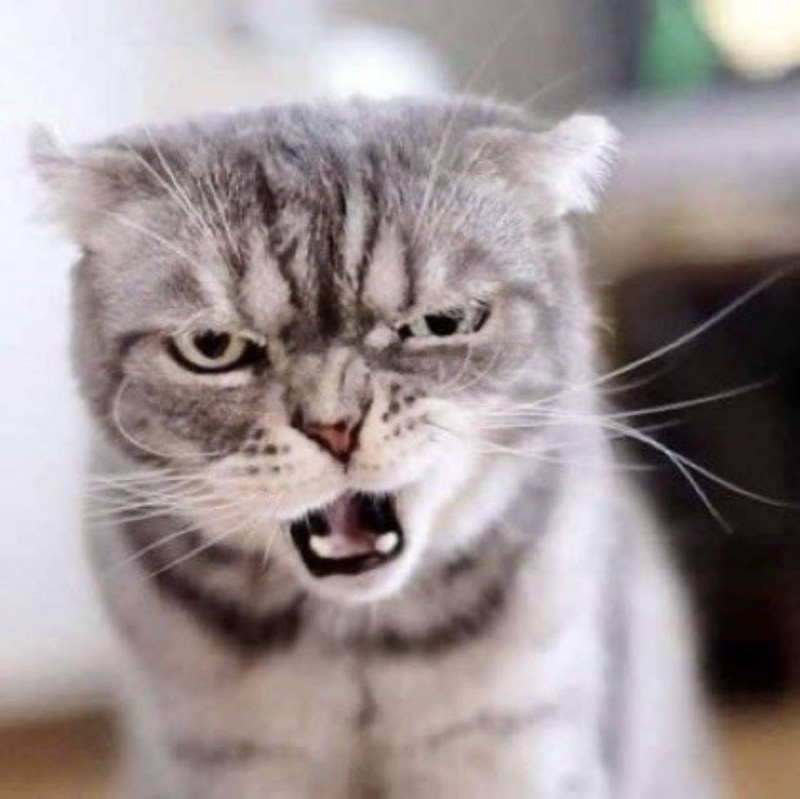 Угарающий кот