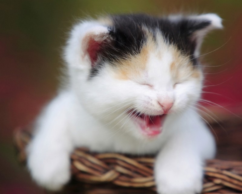 Кот смеется