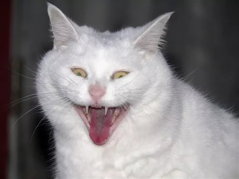 Угарающий кот