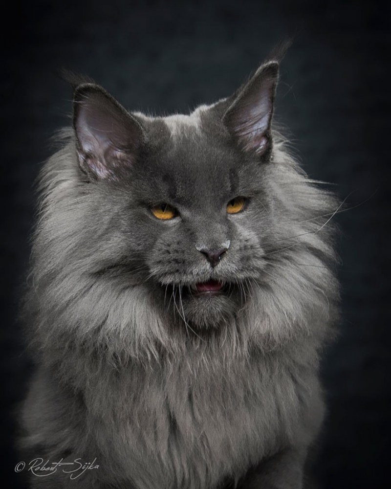 Кошка Мейн кун