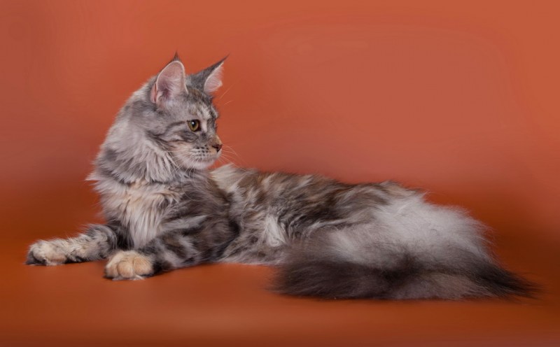 Мейн куны котята