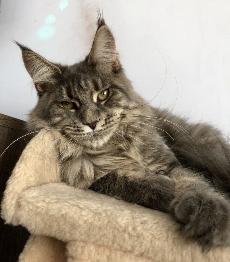 Крупные коты Мейн кун