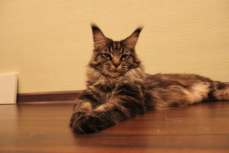 Мужчина и кот Мейн кун