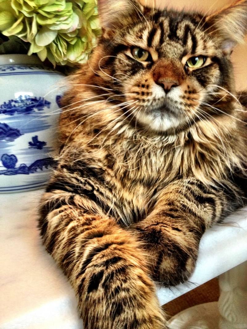 Кошка Мейн кун