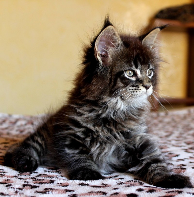 Котята Мейн кун Браун табби