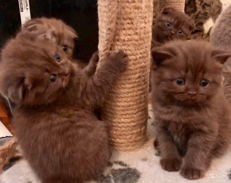 Вислоухие котята Горький шоколад