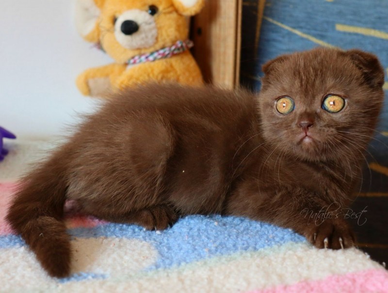 Шотландская вислоухая кошка кори