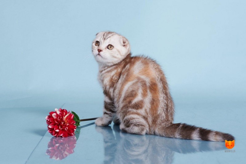 Скоттиш фолд шоколадный