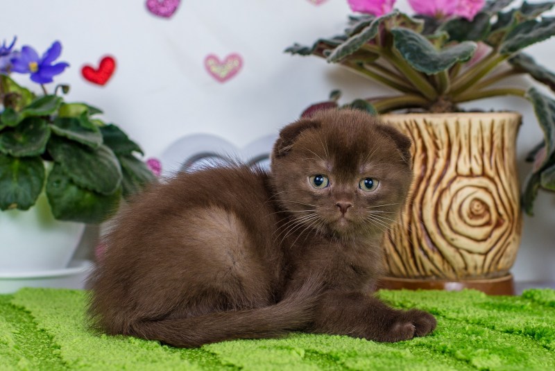 Шотландская вислоухая кошка шоколадная