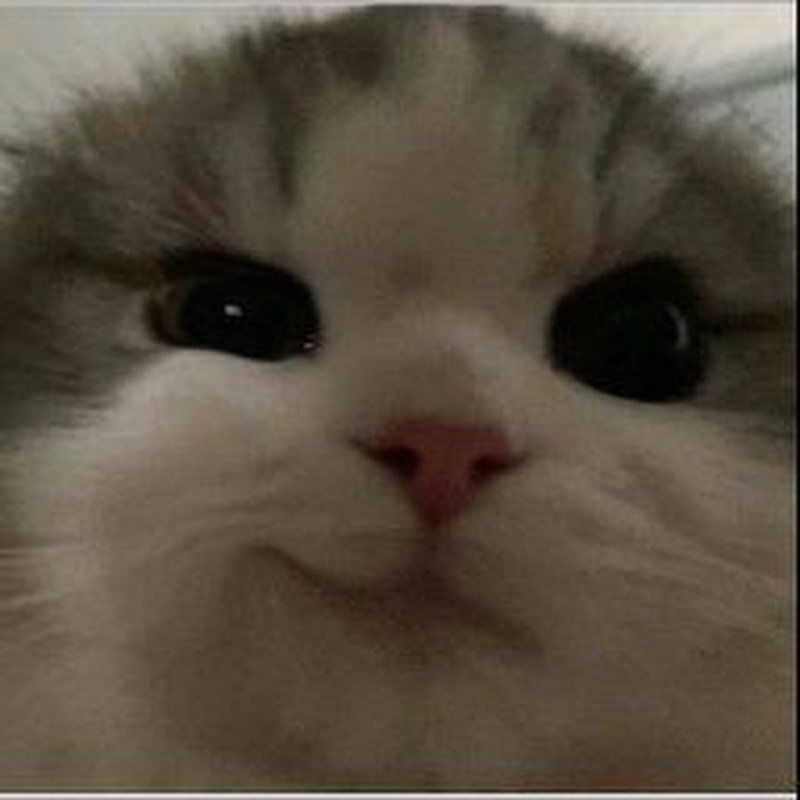 Аниме кошки любовь
