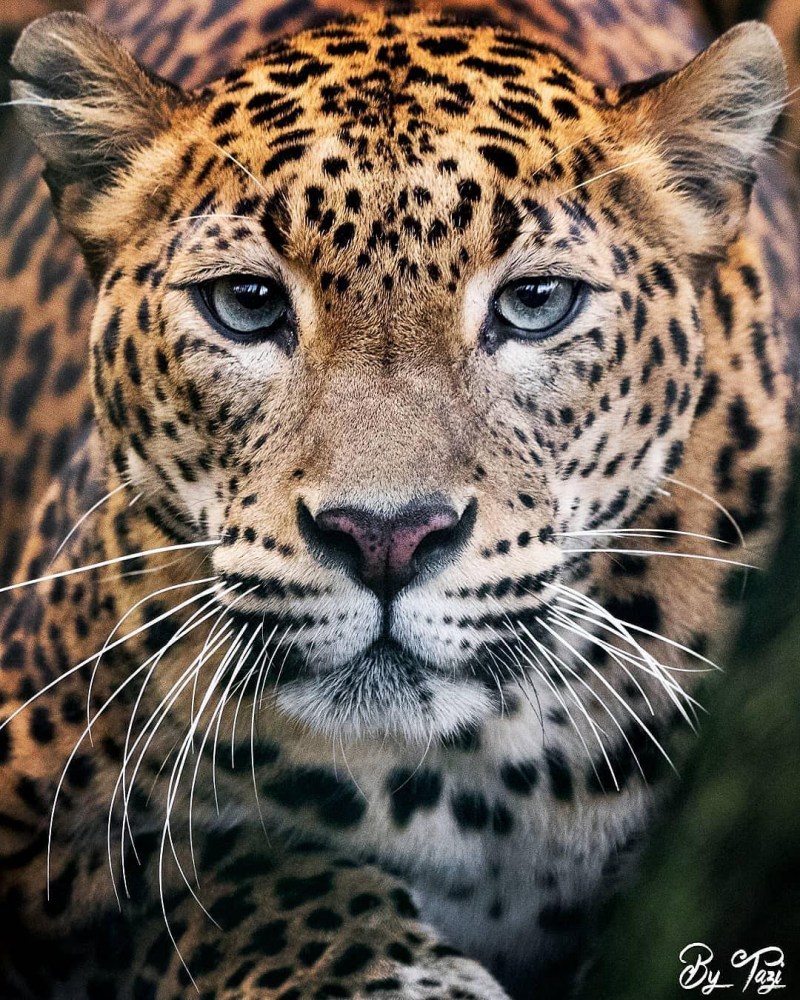 Красивые Дикие кошки