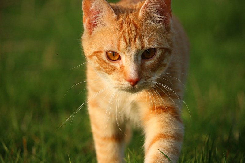 Кошка рыжая табби