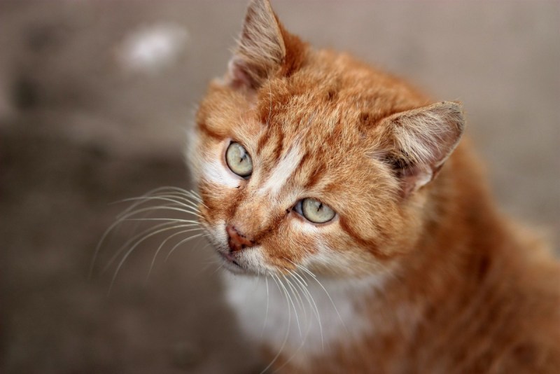Красивые рыжие коты