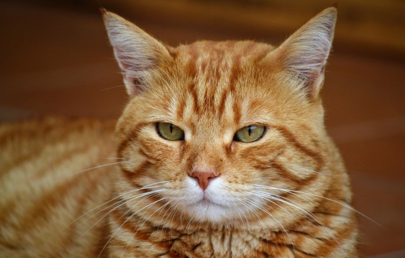 Рыжая кошка