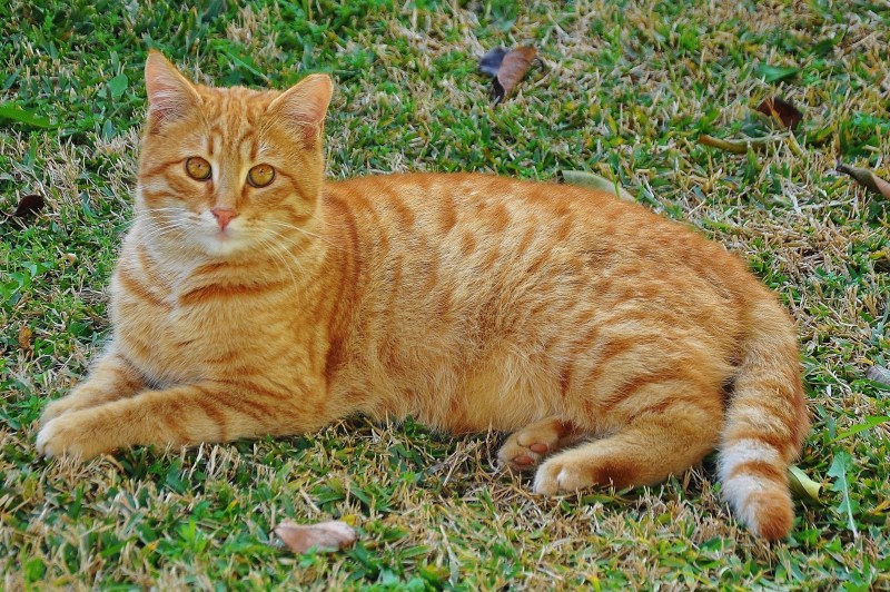 Бенгальская короткошерстная кошка рыжая