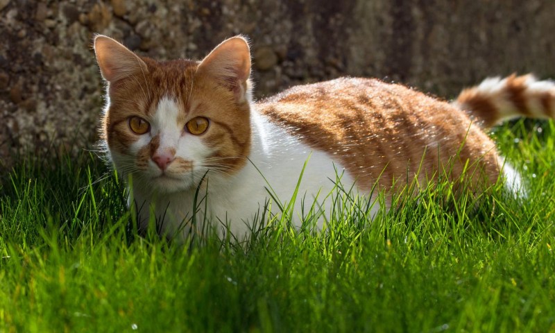 Рыжая кошка