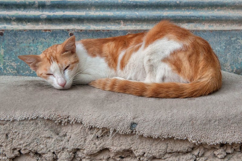 Рыже белый кот