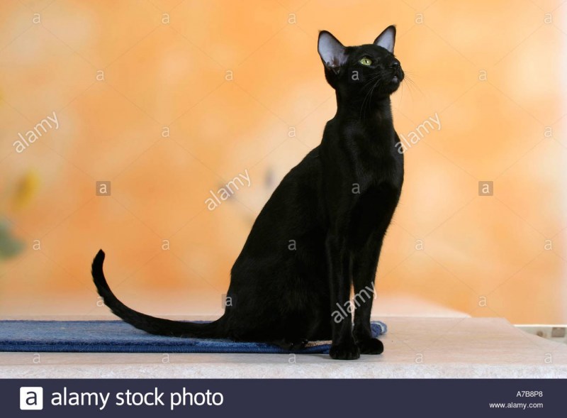 Кошка с длинными лапами