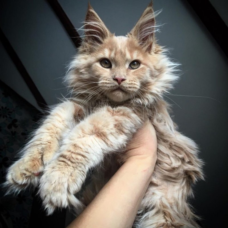 Гигантский кот Мейн кун