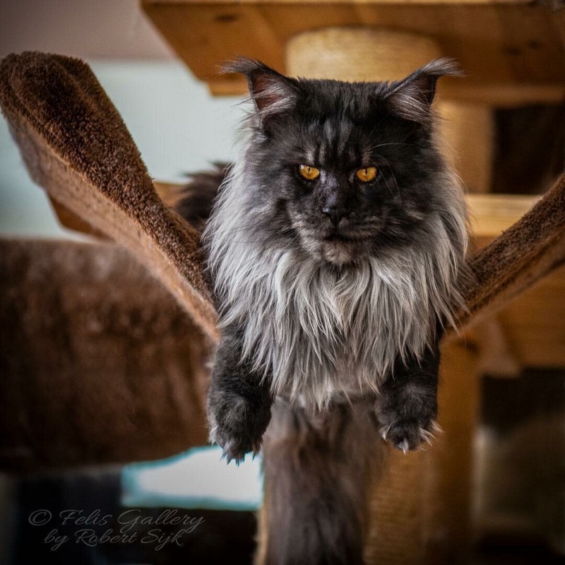 Кот Мейн кун Виво
