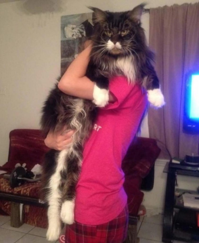 Крупные коты Мейн кун