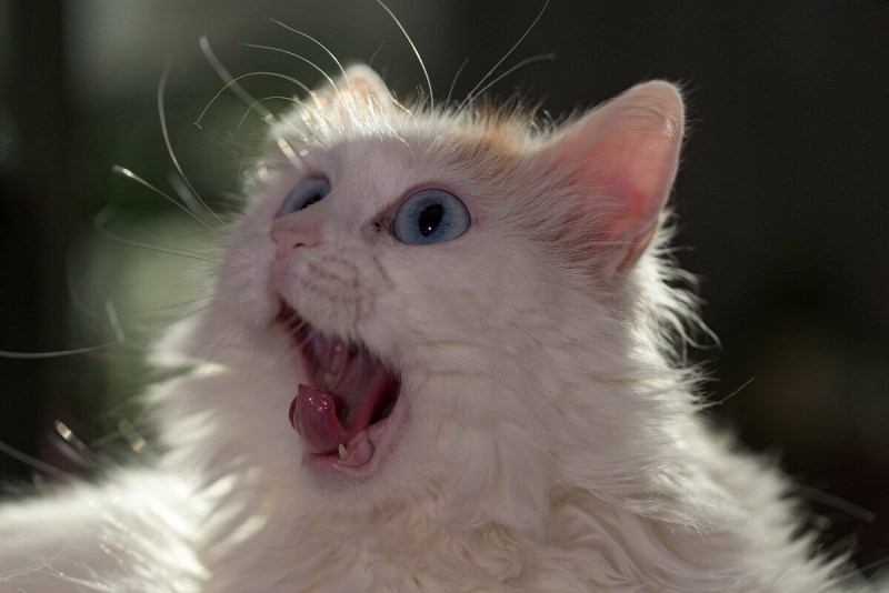Орущие коты