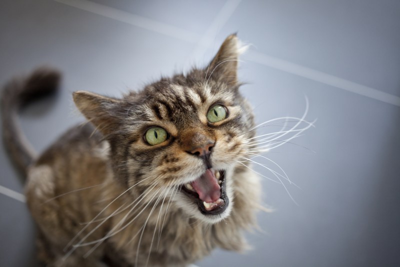 Орущие коты