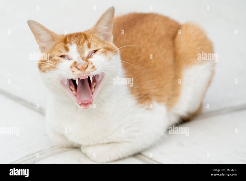 Орущий кот