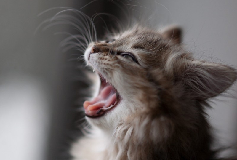 Маленькие котята мяукают