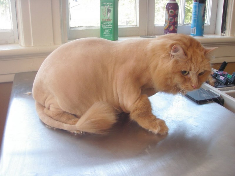 Стриженный рыжий кот