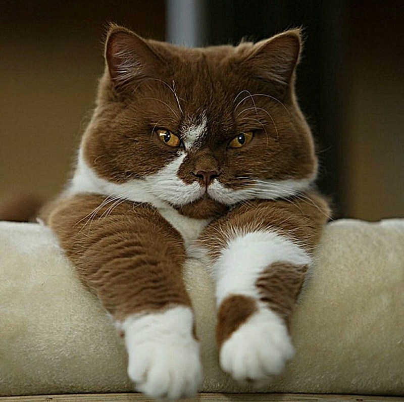 Бурманская кошка