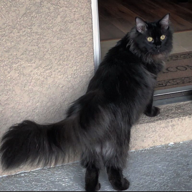Сибирские коты черные