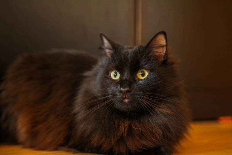 Сибирские коты черные