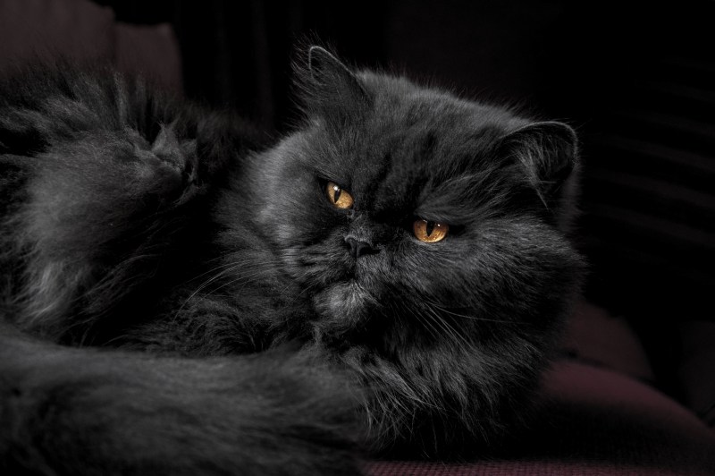 Кот британец черный длинношерстный