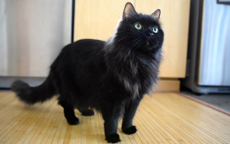 Сибирский кот черный