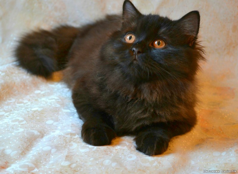 Голландская длинношерстная черная кошка