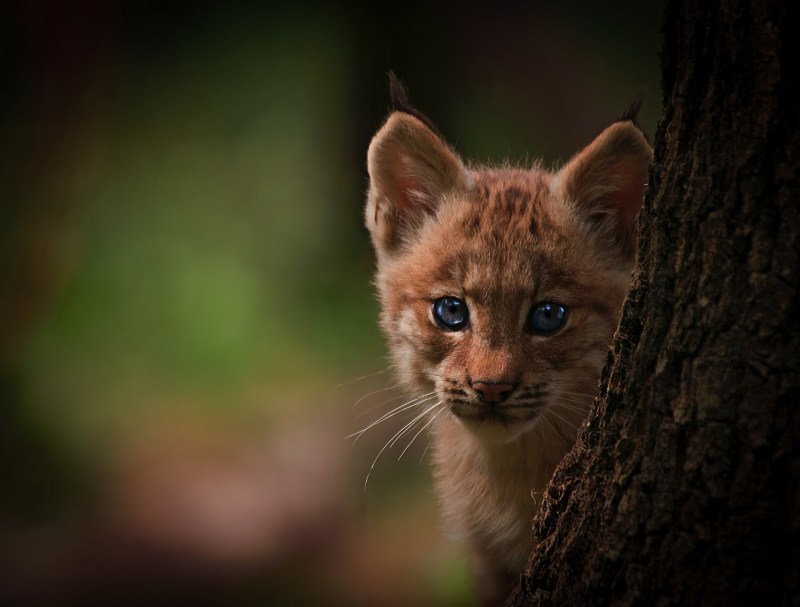 Lynx Cub