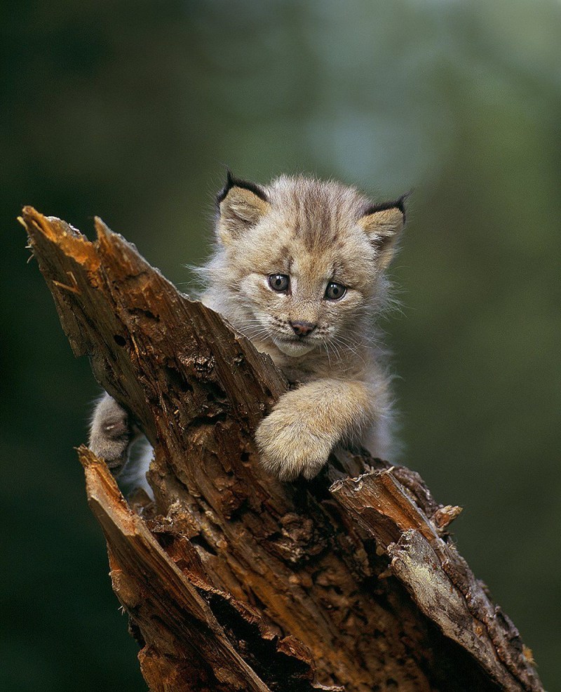 Дикие котята