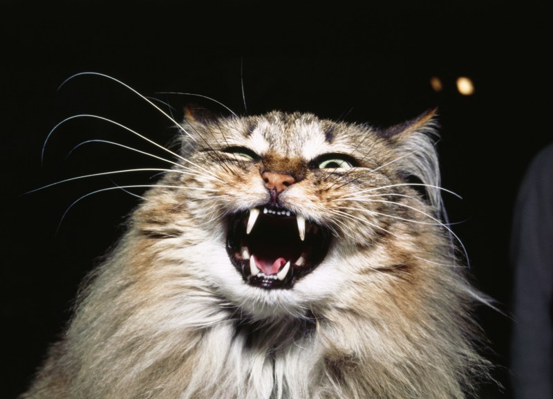 Кричащий кот